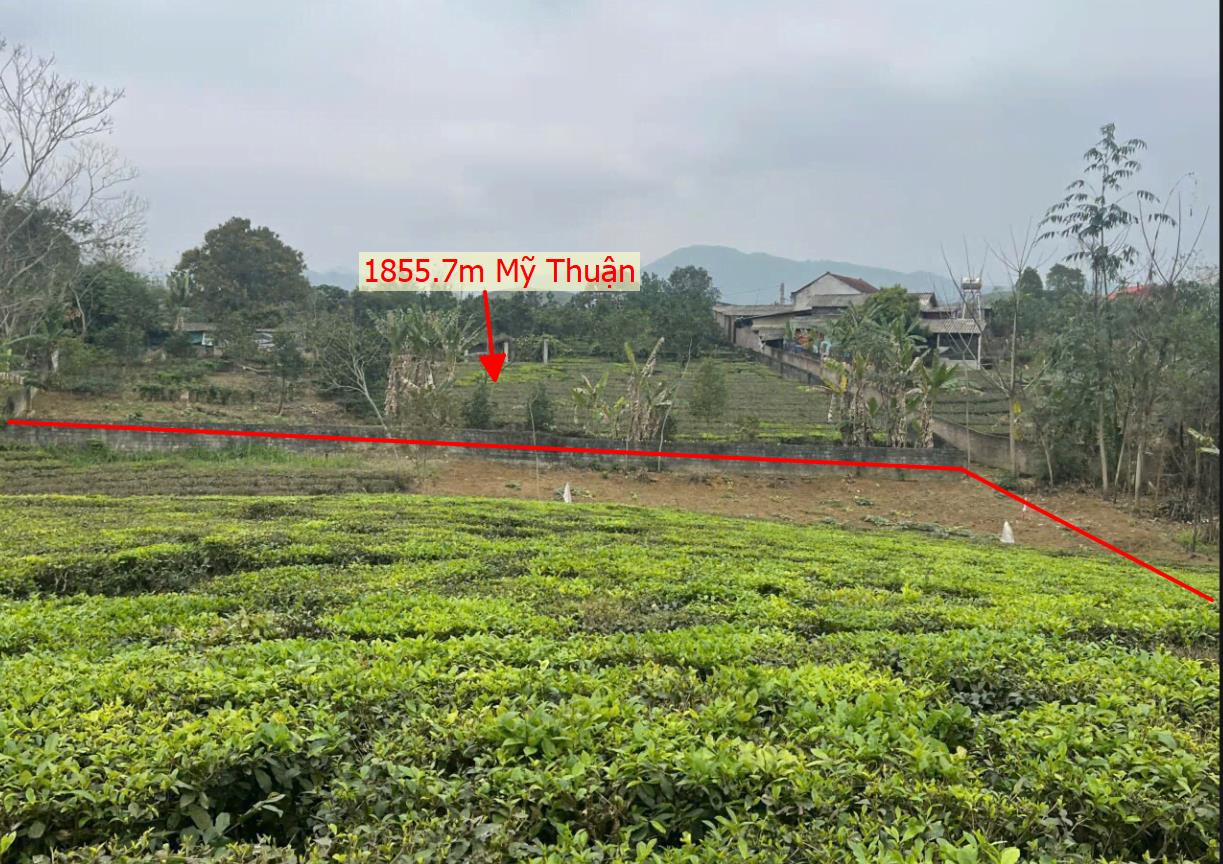 Hình ảnh Bán Lô Đất 1855.7m Mỹ Thuận Tân Sơn Full Đất Vườn Sẵn Vườn Chè Bám Đường Bê Tông Ô Tô Vào Tận Đất Giá Đầu Tư