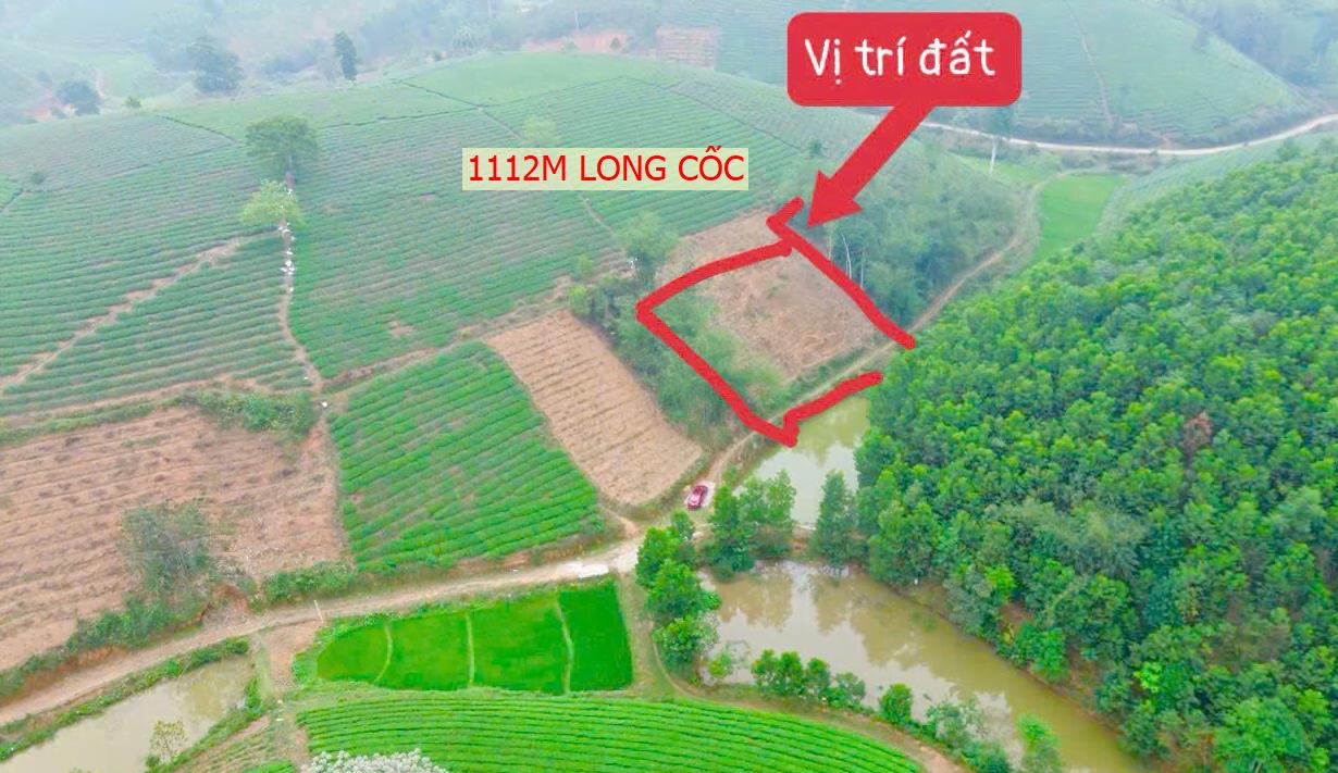 Hình ảnh Bán Lô Đất 1112m Tại Long Cốc Tân Sơn Bám Đường Bê Tông Ô Tô Vào Tận Đất Full Cây Trồng Cây Giá Đầu Tư